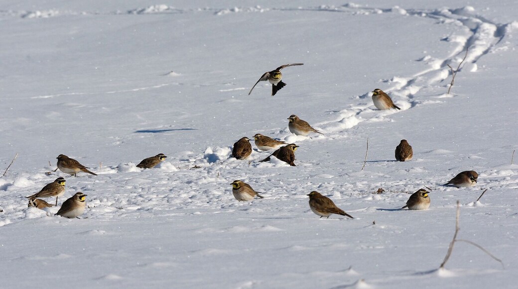 A flock of horned larks in a snowy field. These hearty Winter birds are always fun to watch. They are one of the few winter birds that have color and interesting patterns. At certain times you can see the feather horns on their heads which is where they the name.