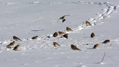 A flock of horned larks in a snowy field. These hearty Winter birds are always fun to watch. They are one of the few winter birds that have color and interesting patterns. At certain times you can see the feather horns on their heads which is where they the name.
