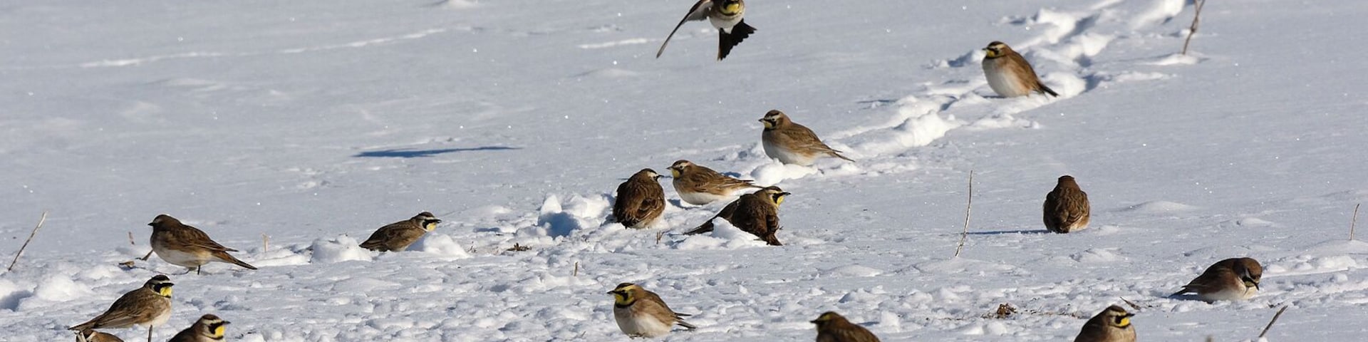 A flock of horned larks in a snowy field. These hearty Winter birds are always fun to watch. They are one of the few winter birds that have color and interesting patterns. At certain times you can see the feather horns on their heads which is where they the name.