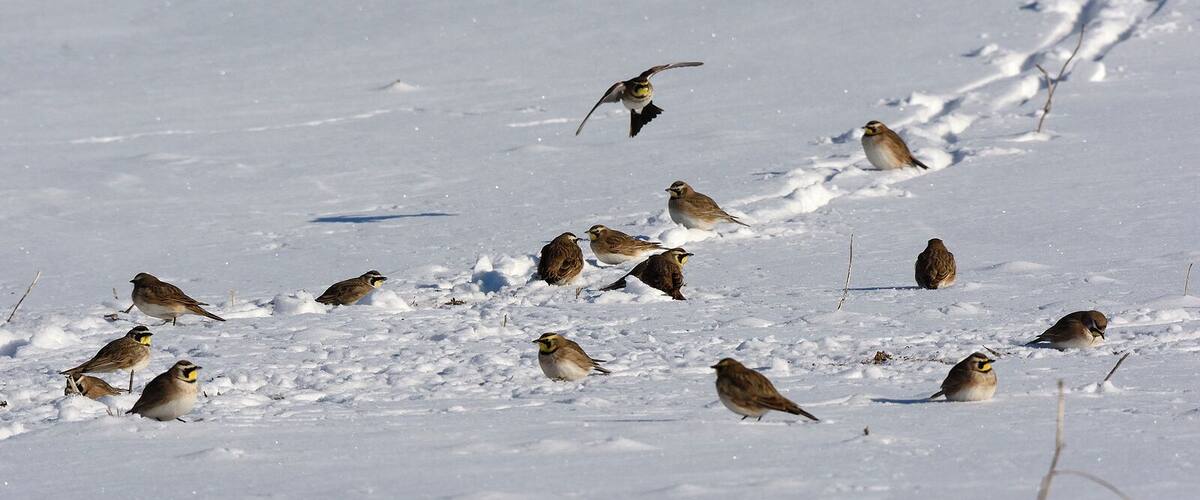 A group of birds on a snowy field.