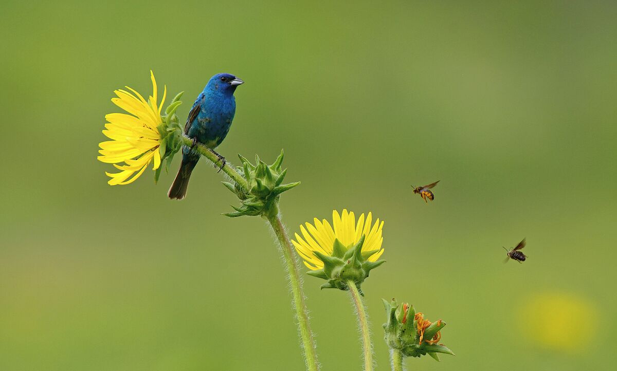 Another shot of a male Indigo Bunting eyeballing a couple of tasty insects. I probably spent 3 hours waiting for these males to land in the flowers so I could get some shots that showed off the amazing colors.