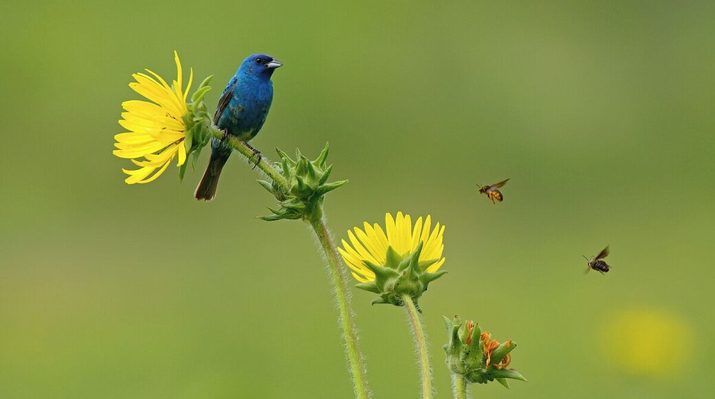 Another shot of a male Indigo Bunting eyeballing a couple of tasty insects. I probably spent 3 hours waiting for these males to land in the flowers so I could get some shots that showed off the amazing colors.