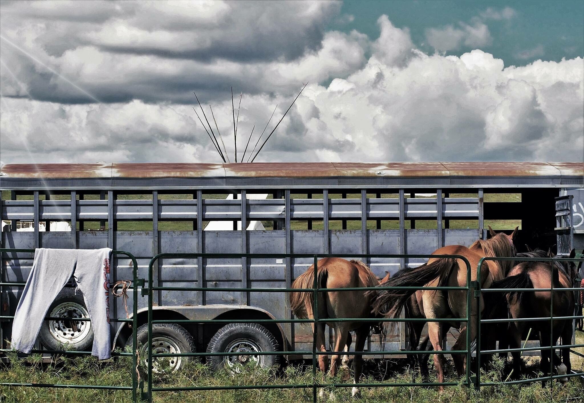 Beautiful horses were part of the DAPL protestors.