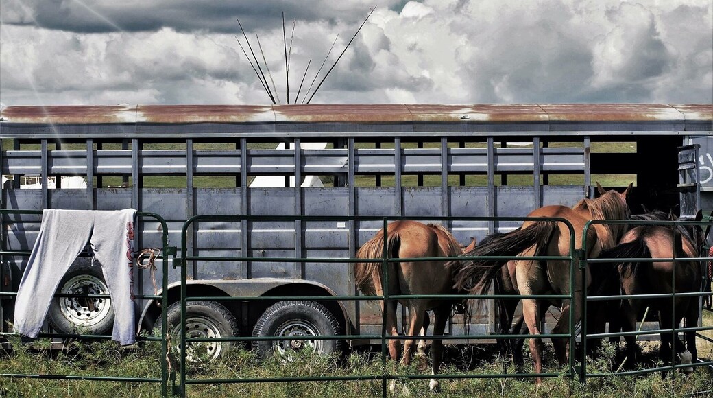 Beautiful horses were part of the DAPL protestors.