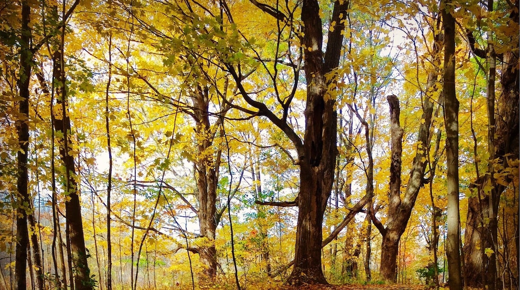 Grand Haven Park is a beautiful place to go for a walk. I love how the leaves speckled the trail on this fall day!
#fall #michigan #trail #leaves
