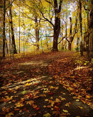 Grand Haven Park is a beautiful place to go for a walk. I love how the leaves speckled the trail on this fall day!
#fall #michigan #trail #leaves