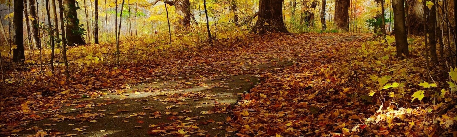 Grand Haven Park is a beautiful place to go for a walk. I love how the leaves speckled the trail on this fall day!
#fall #michigan #trail #leaves