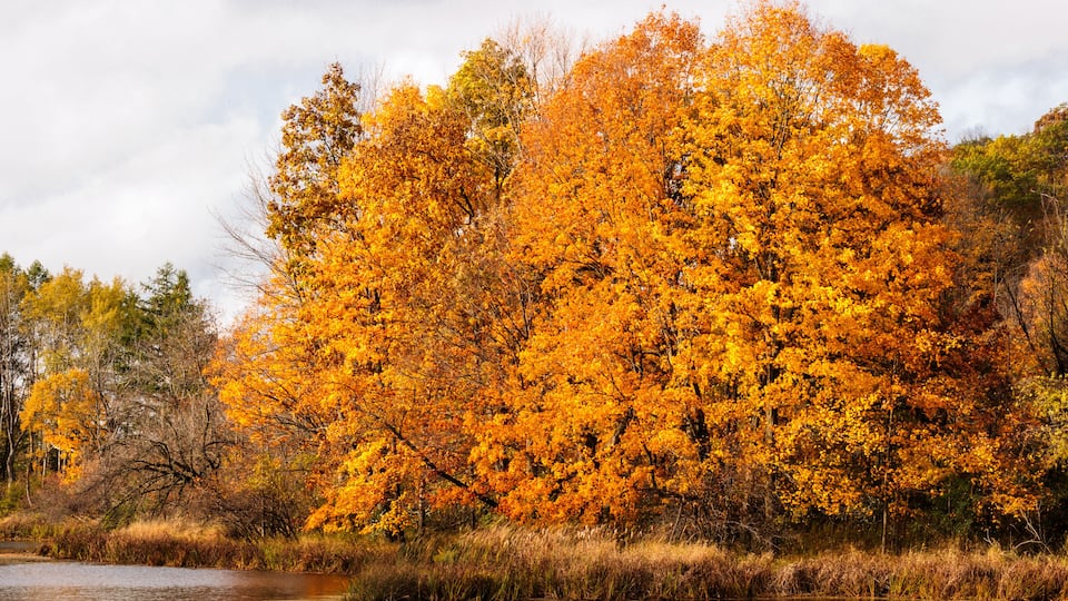 A river with autumn trees displaying yellow and orange foliage.