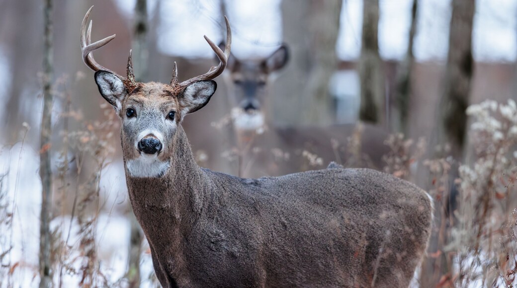 Buck, with a doe in the background, in the early evening on the edge of the woods near Hartford, Wisconsin in late November