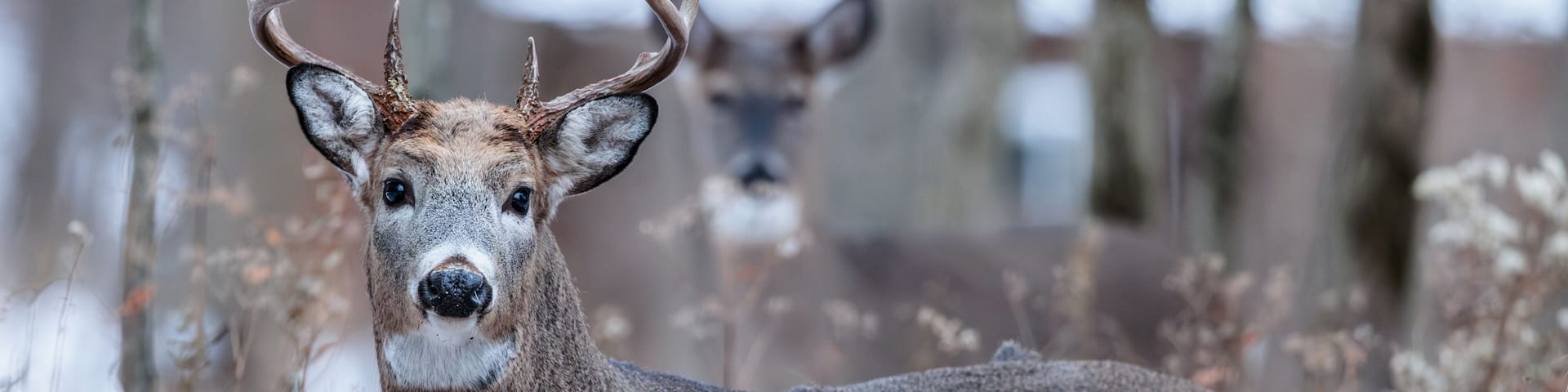 Buck, with a doe in the background, in the early evening on the edge of the woods near Hartford, Wisconsin in late November