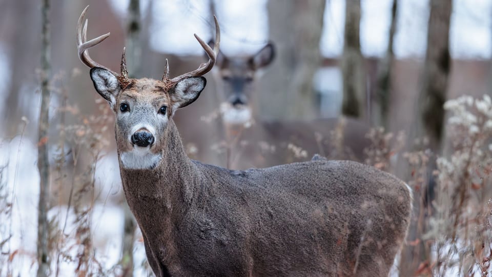 A deer in a snowy forest with trees in the background.