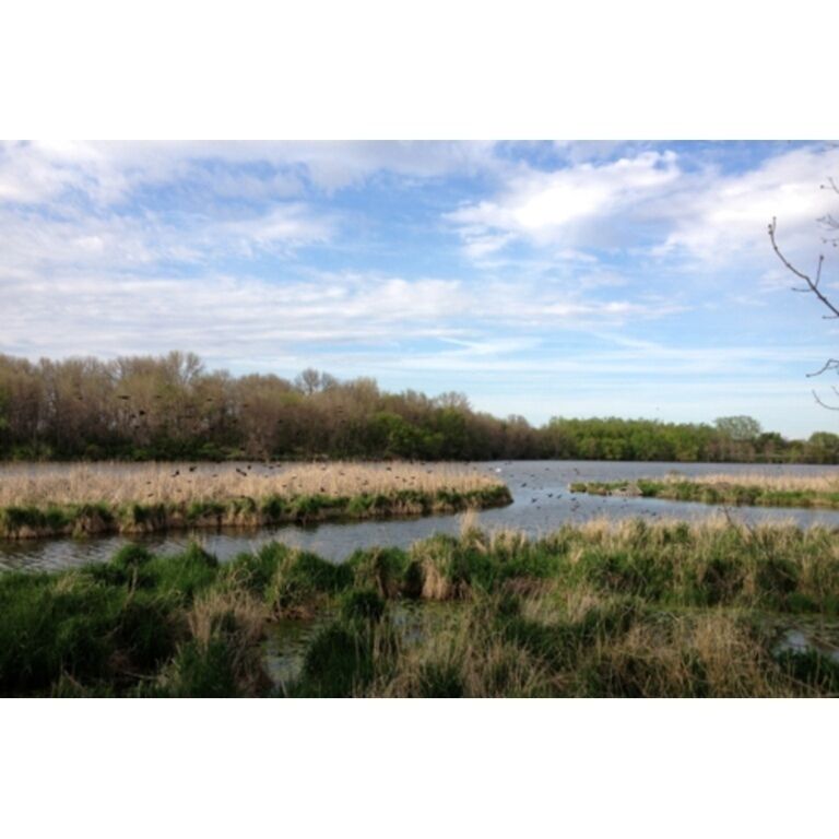 A marshy landscape with a body of water, surrounded by trees and vegetation.