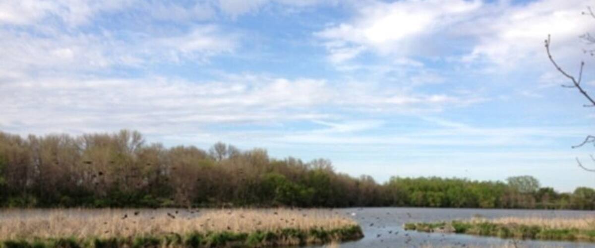 A marshy landscape with a body of water, surrounded by trees and vegetation.