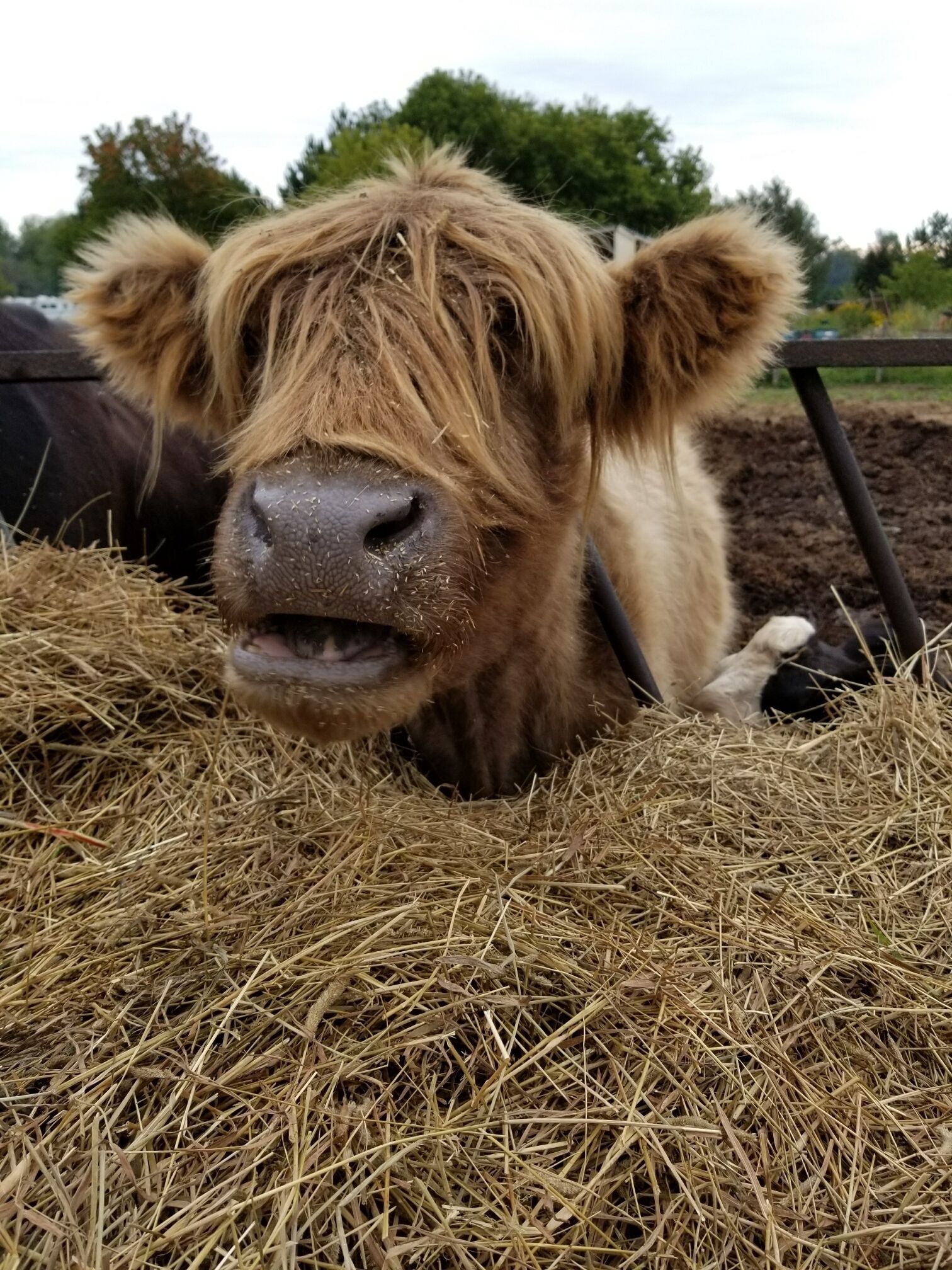 A cow doing what cows do. 