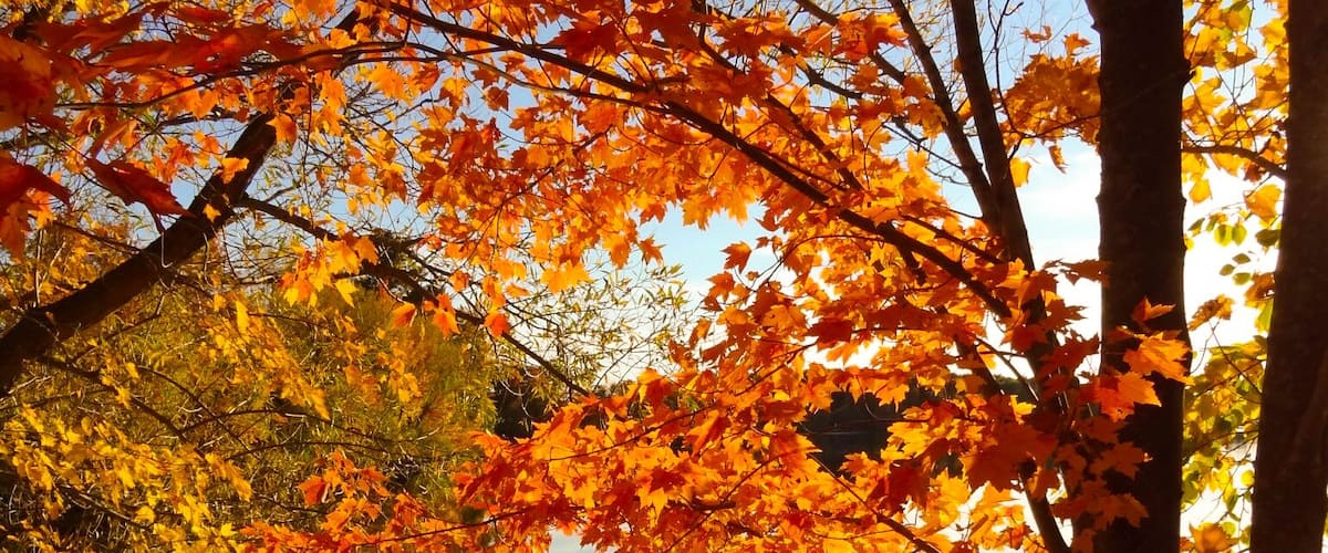 A serene lake surrounded by autumn foliage.