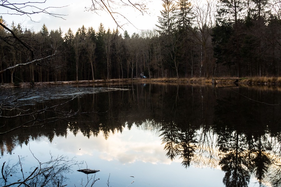 Displaying autumn coniferous forest in the water, lake, Czech Republic