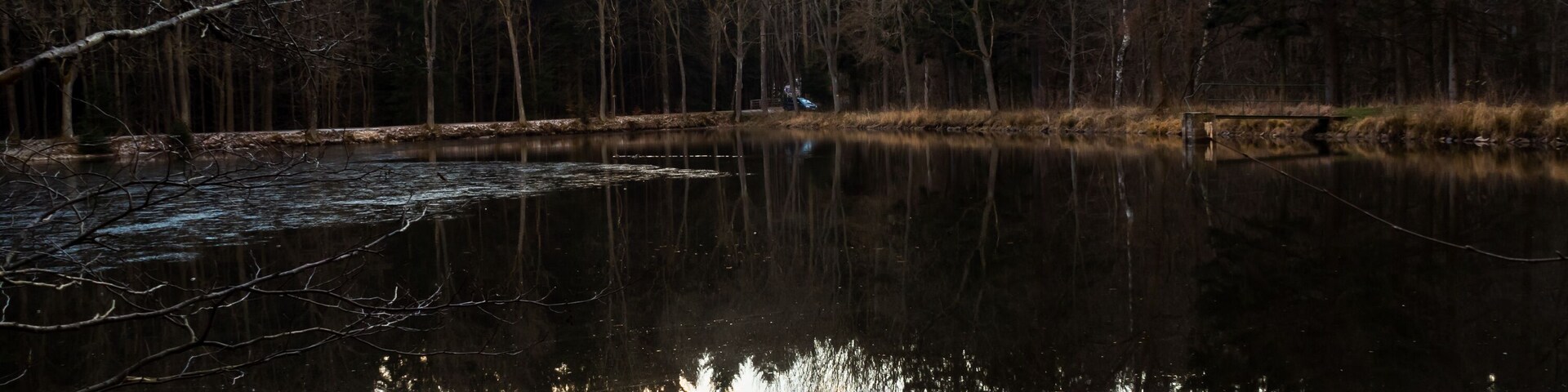 Displaying autumn coniferous forest in the water, lake, Czech Republic