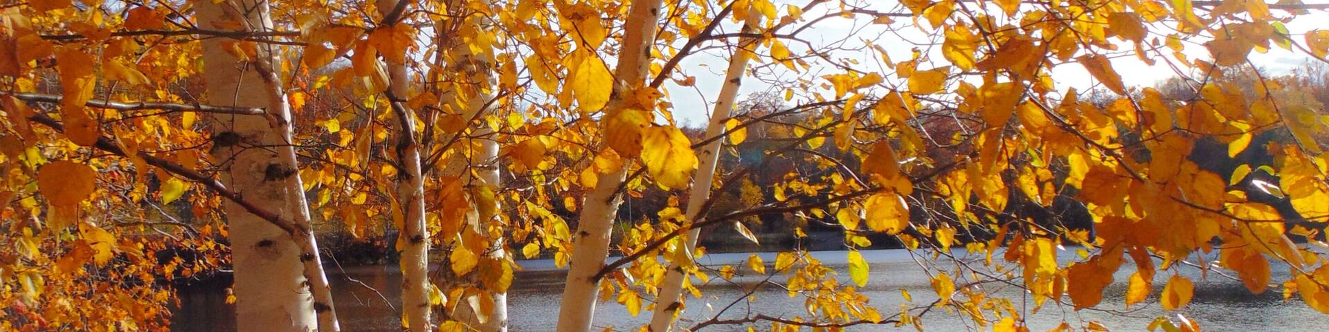 The Harrison Hills feature many small lakes and hills of maple and birch trees