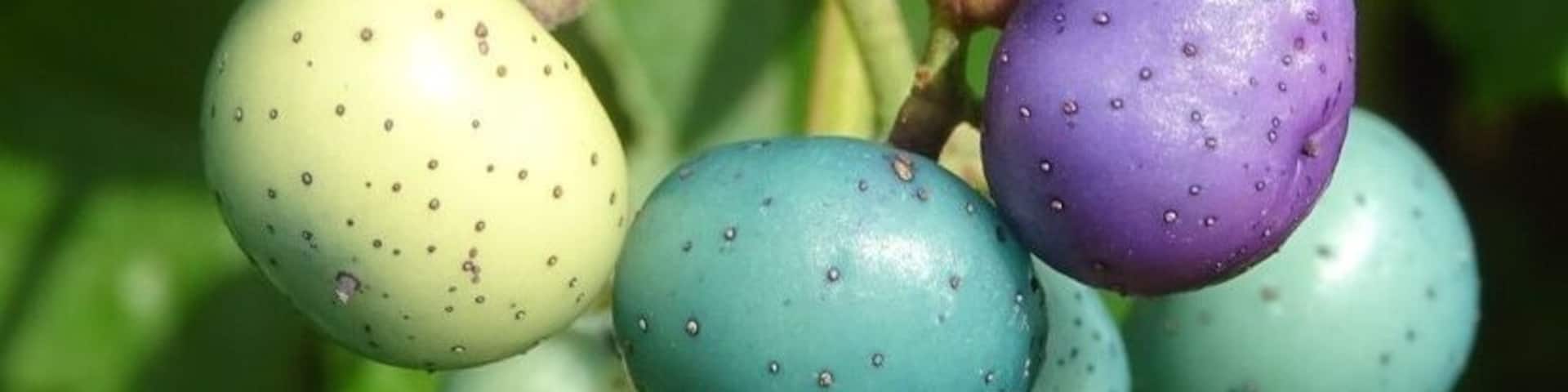 So, this is where easter eggs come from!
Porcelain berry (Ampelopsis glandulosa var. brevipedunculata) can have multiple colored berries on the same bunch.