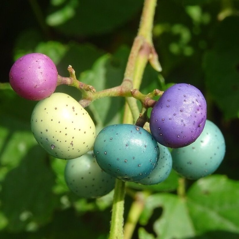 So, this is where easter eggs come from!
Porcelain berry (Ampelopsis glandulosa var. brevipedunculata) can have multiple colored berries on the same bunch.