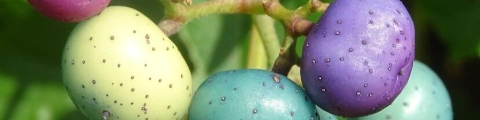 So, this is where easter eggs come from!
Porcelain berry (Ampelopsis glandulosa var. brevipedunculata) can have multiple colored berries on the same bunch.