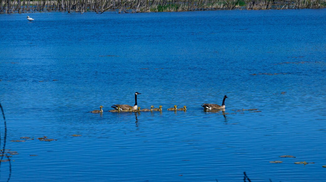カナディアン レイクス