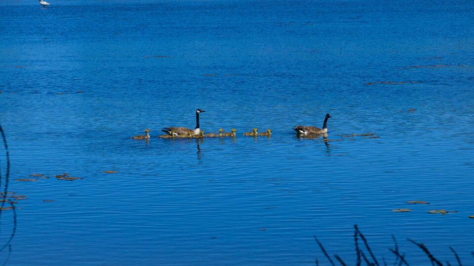 A Canadian Goose Family at Holland Tulip Festival, in Holland, Michigan.