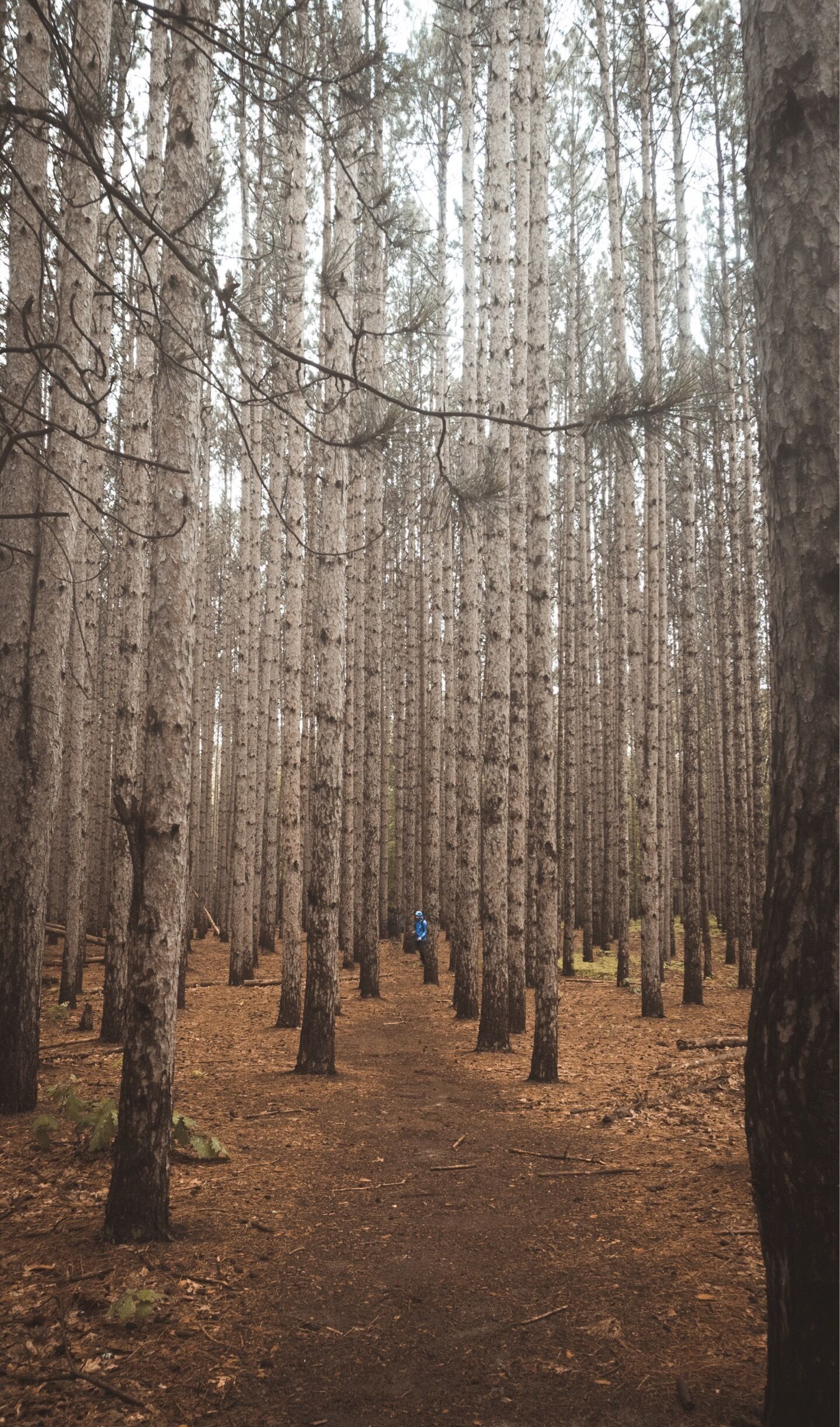 Know all over Ohio as the Ohio PNW tall pine spot, this place doesn’t disappoint. Although I suggest coming when it’s a bit drier out. The mosquitos were ridiculous!!  Seriously,  bug spray, wrist bands, and a bug zone fan didn’t even come close to stopping these blood suckers!!


#naturalohio #exploremoreoutdoors #exploreohio #letsroamohio #ohioexplored #myohioadventure #discoverohio #ohiogram #ipulledoverforthis #nb_nature_brilliance #tree_brilliance #alphacollective #sonyalpha #sonycamera #sonyalphasclub #sonyphotography #sonyimages #exploretocreate #moodygrams #artofvisuals #visualcollective #rsa_outdoors #yourshotphotography  #heatercentral #way2ill #folkgreen #planetawesome #shotz2delight #themundlife

