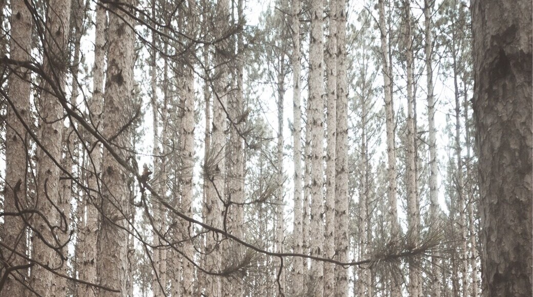 Know all over Ohio as the Ohio PNW tall pine spot, this place doesn’t disappoint. Although I suggest coming when it’s a bit drier out. The mosquitos were ridiculous!! Seriously, bug spray, wrist bands, and a bug zone fan didn’t even come close to stopping these blood suckers!!
#naturalohio #exploremoreoutdoors #exploreohio #letsroamohio #ohioexplored #myohioadventure #discoverohio #ohiogram #ipulledoverforthis #nb_nature_brilliance #tree_brilliance #alphacollective #sonyalpha #sonycamera #sonyalphasclub #sonyphotography #sonyimages #exploretocreate #moodygrams #artofvisuals #visualcollective #rsa_outdoors #yourshotphotography #heatercentral #way2ill #folkgreen #planetawesome #shotz2delight #themundlife