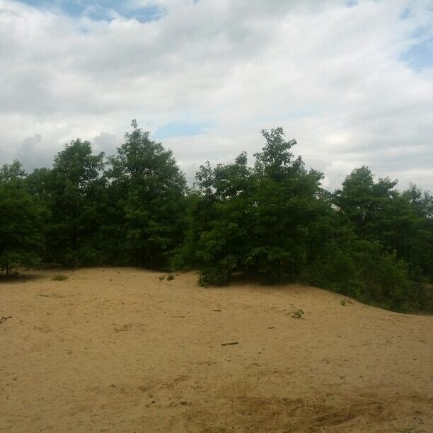 Sand dunes in Ohio?! Who knew...

This is the beach left behind 11,000 years ago by the receding waters of Lake Warren. The waters receded back to the current Lake Erie, leaving behind the Great Black Swamp, which measured 120 miles long and 40 miles wide. The one oasis from the muck and the mire was an oak-covered savanna with sand dunes that is now Oak Openings Metropark.