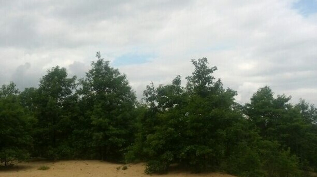 Sand dunes in Ohio?! Who knew...
This is the beach left behind 11,000 years ago by the receding waters of Lake Warren. The waters receded back to the current Lake Erie, leaving behind the Great Black Swamp, which measured 120 miles long and 40 miles wide. The one oasis from the muck and the mire was an oak-covered savanna with sand dunes that is now Oak Openings Metropark.