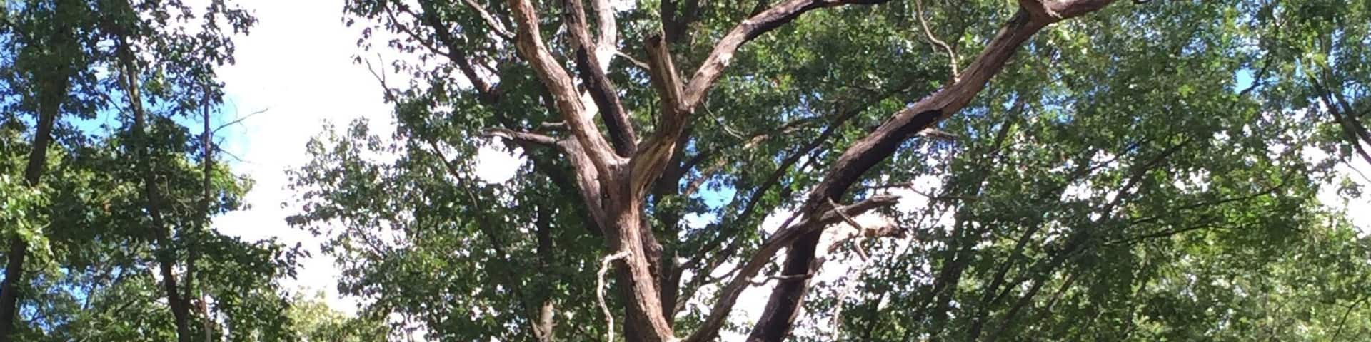 There is so much beauty at Oak Openings. Twisted trees and dense forest and deer. Just amazing.
