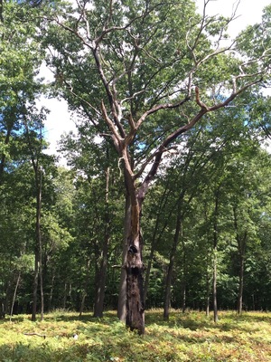 There is so much beauty at Oak Openings. Twisted trees and dense forest and deer. Just amazing.