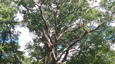 There is so much beauty at Oak Openings. Twisted trees and dense forest and deer. Just amazing.