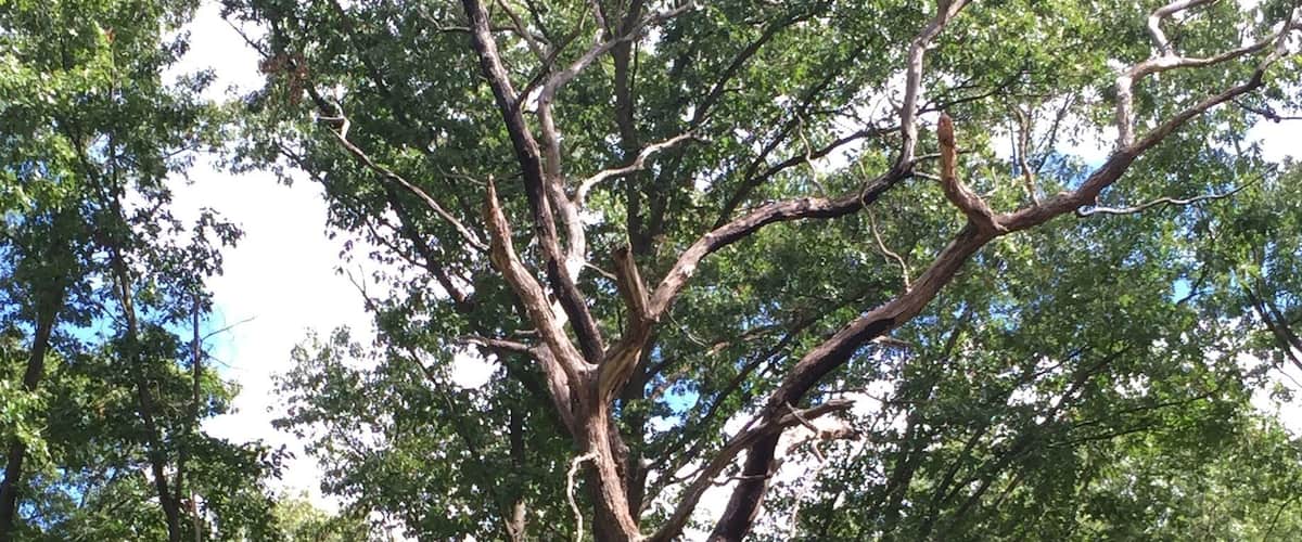 A large tree with a thick trunk and extensive branches in a forested area.