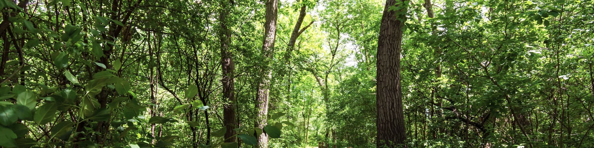 A forested path with a wooden fence on one side.
