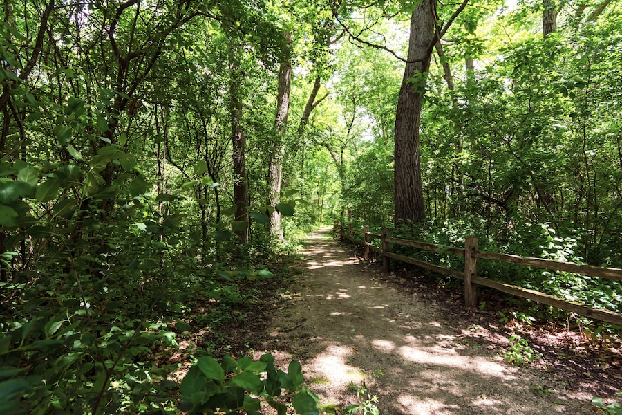 A forested path with a wooden fence on one side.