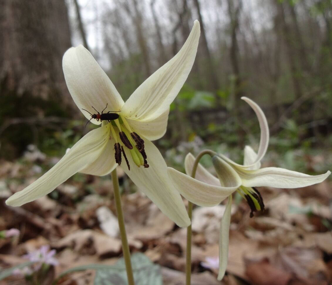 White Trout Lily (Erythronium albidum) blooming with a tiny insect friend parading about. 

This flower had many medicinal/herbal uses to Native American peoples and early European settlers. Iroquois women used the leaves as a temporary birth control method in the spring, to avoid giving birth in the most frigid part of winter

Davey Woods State Nature Preserve offers excellent spring wildflowers, pleasant summer hiking (no mosquitoes), nice fall colors and a beautiful winter landscape.