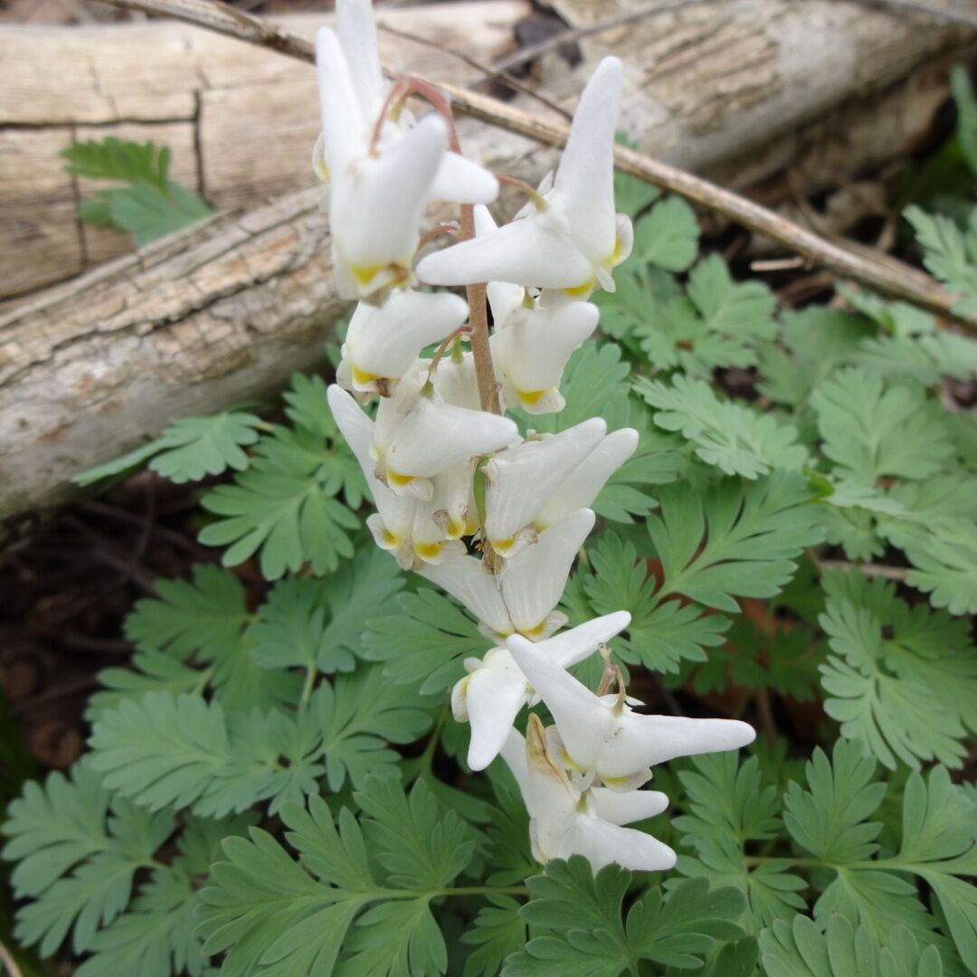Dutchman's Breeches (Dicentra cucullaria) named after its white flower's resemblance to old fashion pants.

Because of its flower morphology, bumblebees are the only insect with mouth parts long enough that can reach the nectar. Other insects have developed a cheat method and chew a hole through part of the blossom.

Dutchman's breeches is one of many plants whose seeds are spread by ants, a process called myrmecochory. The ants take the seeds to their nest, where they eat the seed's fleshy covering, and put the seeds in their nest debris, where they are protected until they germinate. They also get the added bonus of growing in a medium made richer by the ant nest debris.

Davey Woods State Nature Preserve offers excellent spring wildflowers, pleasant summer hiking (no mosquitoes), nice fall colors and a beautiful winter landscape.