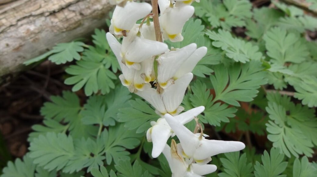 Dutchman's Breeches (Dicentra cucullaria) named after its white flower's resemblance to old fashion pants.
Because of its flower morphology, bumblebees are the only insect with mouth parts long enough that can reach the nectar. Other insects have developed a cheat method and chew a hole through part of the blossom.
Dutchman's breeches is one of many plants whose seeds are spread by ants, a process called myrmecochory. The ants take the seeds to their nest, where they eat the seed's fleshy covering, and put the seeds in their nest debris, where they are protected until they germinate. They also get the added bonus of growing in a medium made richer by the ant nest debris.
Davey Woods State Nature Preserve offers excellent spring wildflowers, pleasant summer hiking (no mosquitoes), nice fall colors and a beautiful winter landscape.