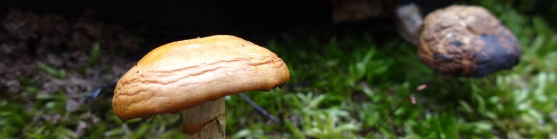 A tiny orange toadstool growing in the nook of a mossy nurse log with its shriveled cousin hanging out in the backdrop.
Davey Woods State Nature Preserve offers excellent spring wildflowers, pleasant summer hiking (no mosquitoes), nice fall colors and a beautiful winter landscape.