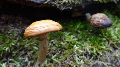 A tiny orange toadstool growing in the nook of a mossy nurse log with its shriveled cousin hanging out in the backdrop.
Davey Woods State Nature Preserve offers excellent spring wildflowers, pleasant summer hiking (no mosquitoes), nice fall colors and a beautiful winter landscape.