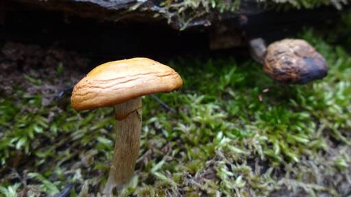 A tiny orange toadstool growing in the nook of a mossy nurse log with its shriveled cousin hanging out in the backdrop.
Davey Woods State Nature Preserve offers excellent spring wildflowers, pleasant summer hiking (no mosquitoes), nice fall colors and a beautiful winter landscape.