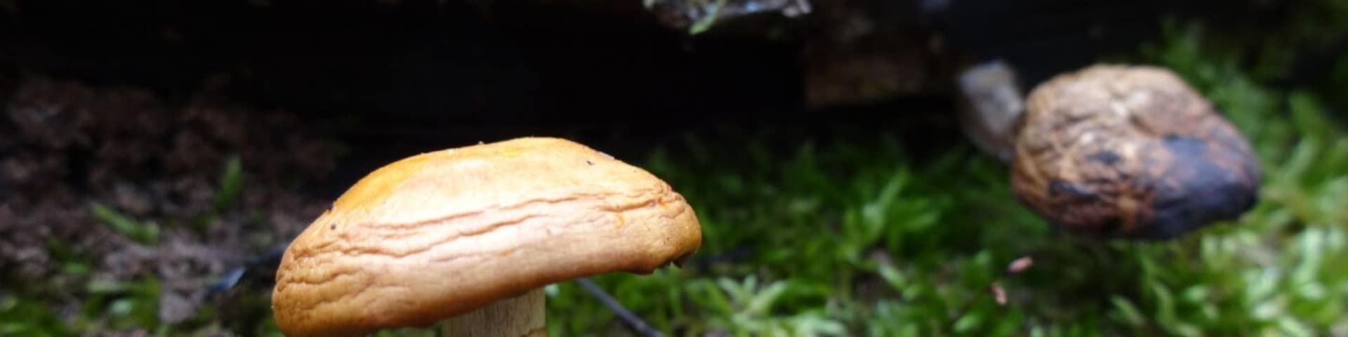 A tiny orange toadstool growing in the nook of a mossy nurse log with its shriveled cousin hanging out in the backdrop.
Davey Woods State Nature Preserve offers excellent spring wildflowers, pleasant summer hiking (no mosquitoes), nice fall colors and a beautiful winter landscape.