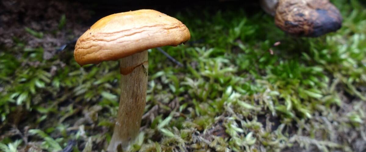 A mushroom growing on mossy ground.