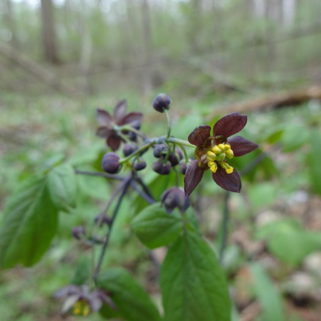 Thanks to a tweet from the @ODNR this flower has been identified as blue cohosh (Caulophyllum thalictroides) also known as squaw root or papoose root.

The common name comes from the striking blue fruit that maintains on this plant throughout summer.

Davey Woods State Nature Preserve offers excellent spring wildflowers, pleasant summer hiking (no mosquitoes), nice fall colors and a beautiful winter landscape.