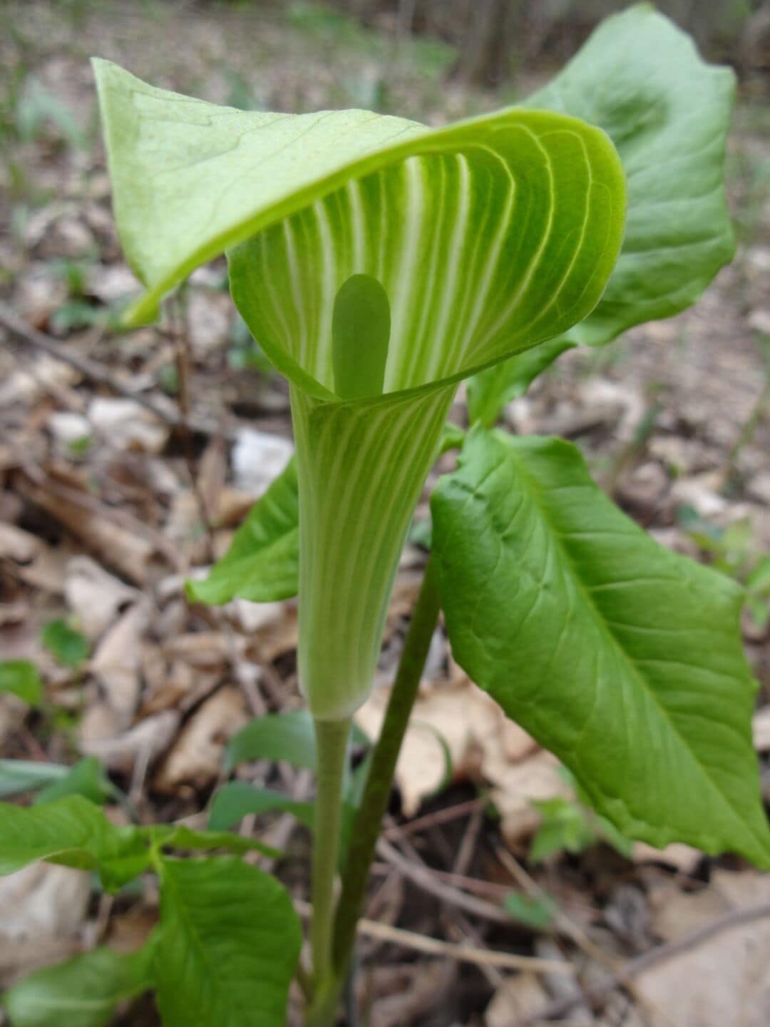 A newly emerging and not yet fully colored up Jack-in-the-pulpit (Arisaema triphyllum). When mature the stripes on the spathe will be dark purple almost black.

The name comes from the spathe, known in this plant as "the pulpit" wrapping around and covering  a spadix "the Jack", covered with tiny flowers of both sexes.

Davey Woods State Nature Preserve offers excellent spring wildflowers, pleasant summer hiking (no mosquitoes), nice fall colors and a beautiful winter landscape.