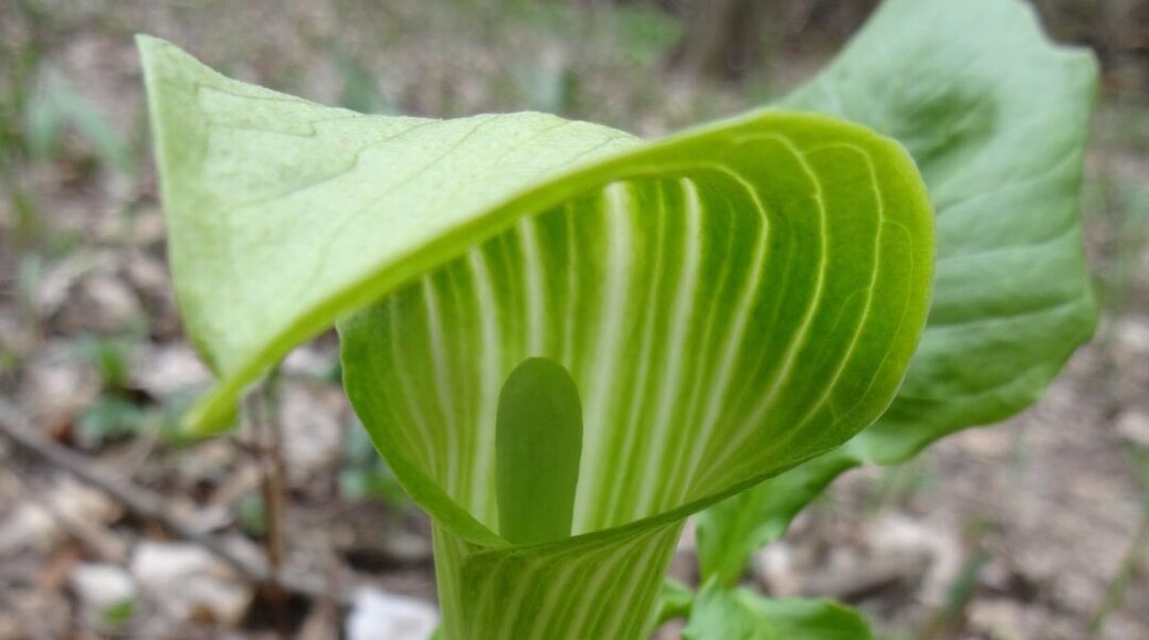 A newly emerging and not yet fully colored up Jack-in-the-pulpit (Arisaema triphyllum). When mature the stripes on the spathe will be dark purple almost black.
The name comes from the spathe, known in this plant as "the pulpit" wrapping around and covering a spadix "the Jack", covered with tiny flowers of both sexes.
Davey Woods State Nature Preserve offers excellent spring wildflowers, pleasant summer hiking (no mosquitoes), nice fall colors and a beautiful winter landscape.