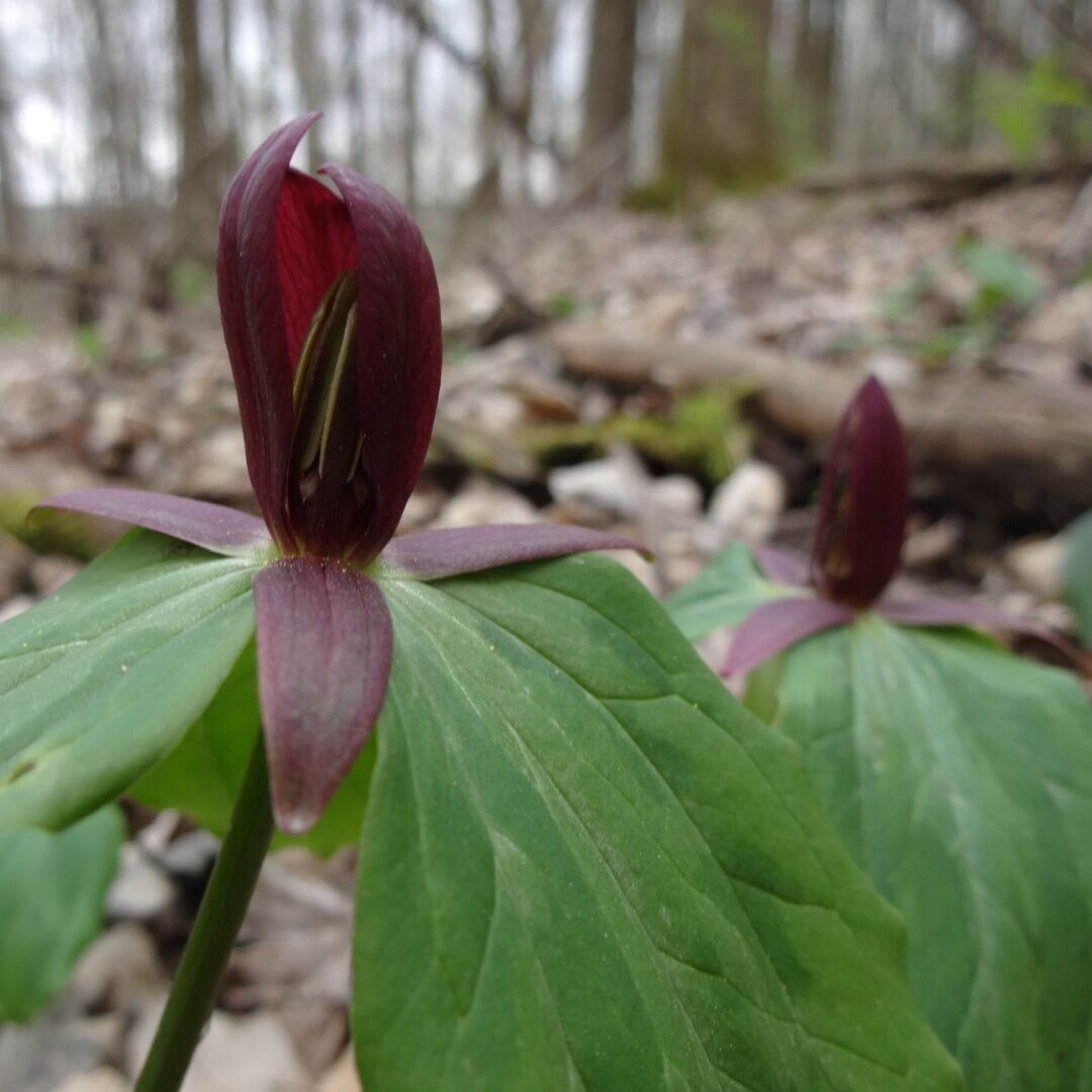 A close up of the three petaled red bloom of Toadshade (Trillium sessile) that remain upright. Toadshade being sort of an odd man out in the Ohio Trillium, as most blooms are white and the blossoms fully open.

Davey Woods State Nature Preserve offers excellent spring wildflowers, pleasant summer hiking (no mosquitoes), nice fall colors and a beautiful winter landscape.