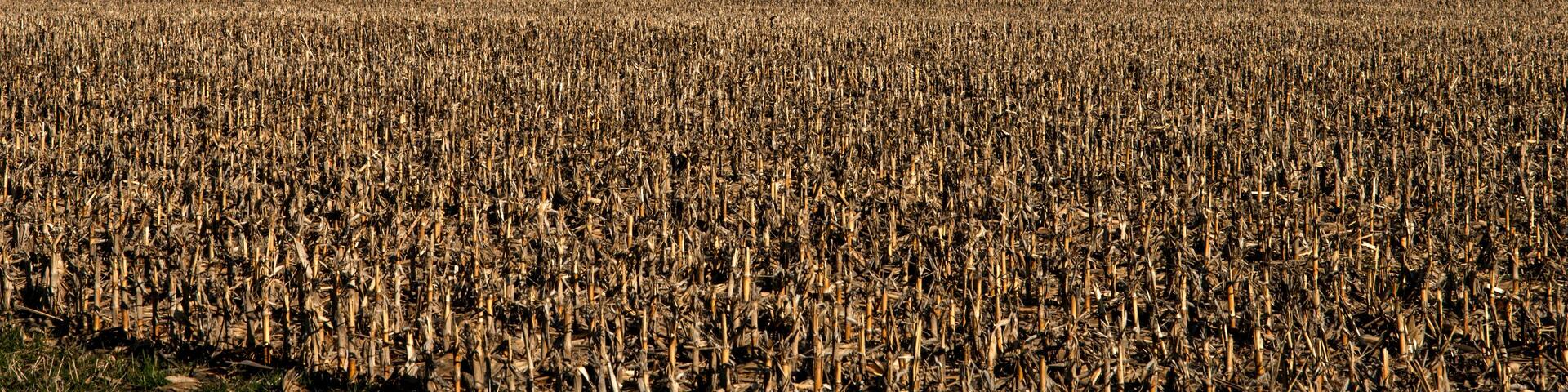 A vast field of corn with multiple wind turbines in the background under a clear sky.